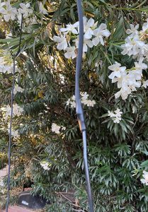 portable roll up antenna in tree